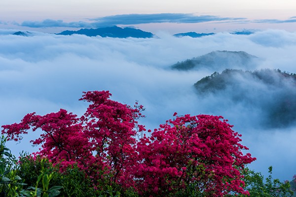 高山杜鹃