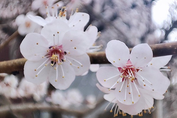 繁花似锦