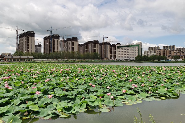 盛夏小景