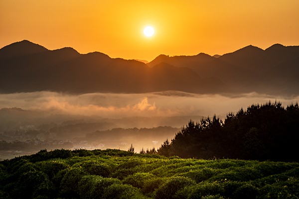 日出茶园