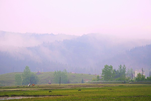 雾漫山野