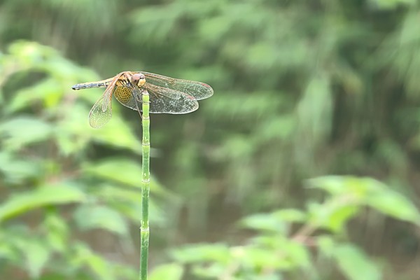 “蜓蜓”玉立